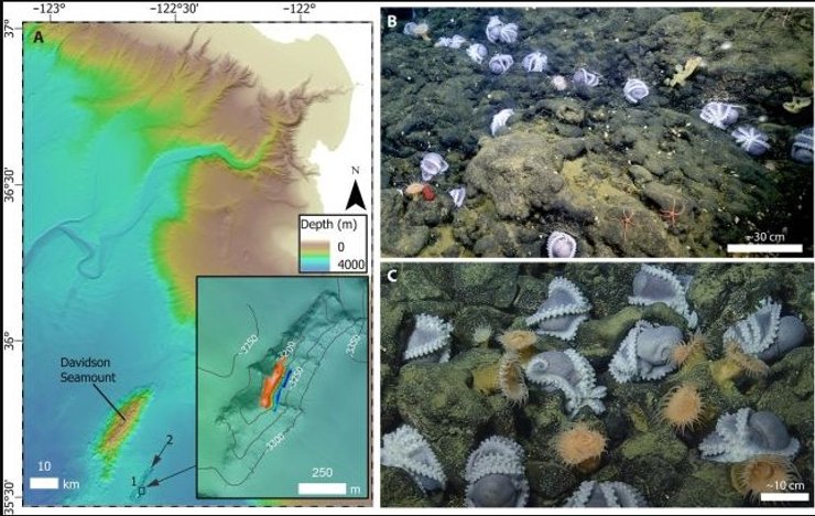 осьминоги сад океан