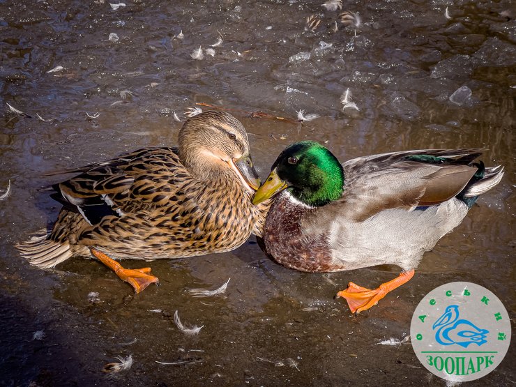 Качки кряквы, фото