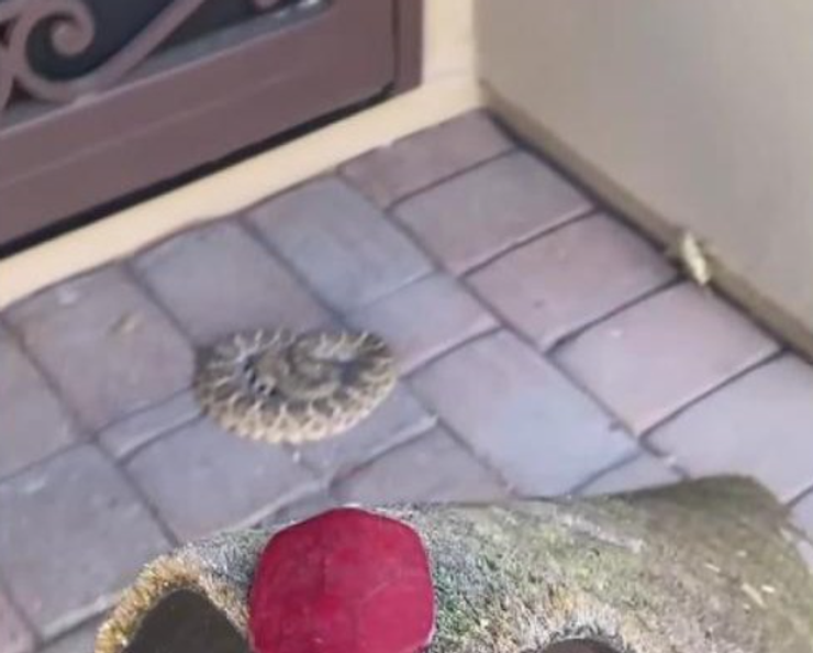 Змія під килимком, плазун в житловому будинку, курйози, США, відео, вилов небезпечних змій