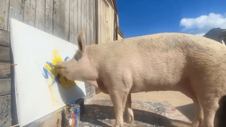 Свинья Пигкассо, свинья-художница, животное, животное рисовало картины, свинья, свиноматка, свинья рисовала картины, заработала миллионы