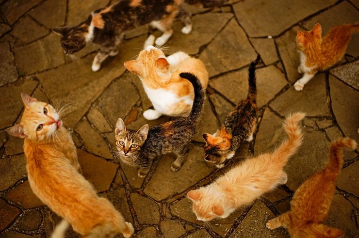 Синдром Ноя, домашние животные, коты и собаки, незаконное содержание животных, суд, скандал, курьезы, Франция