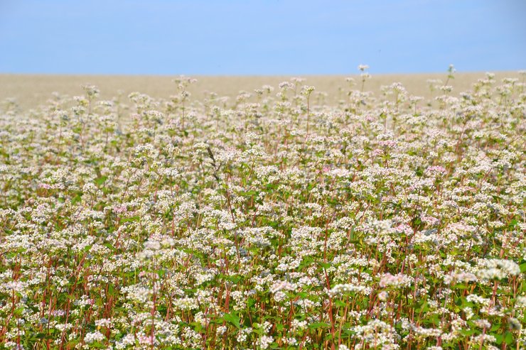 гречка, поле