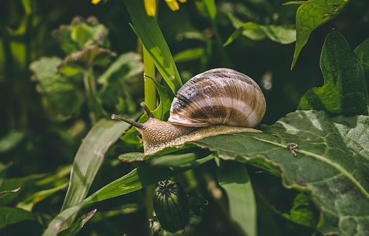 моллюск, улитка, питание, рацион, рацион древних людей, которые ели древние люди, ели Homo sapiens, Homo sapiens, древние люди, исследования, археология, находка, африка