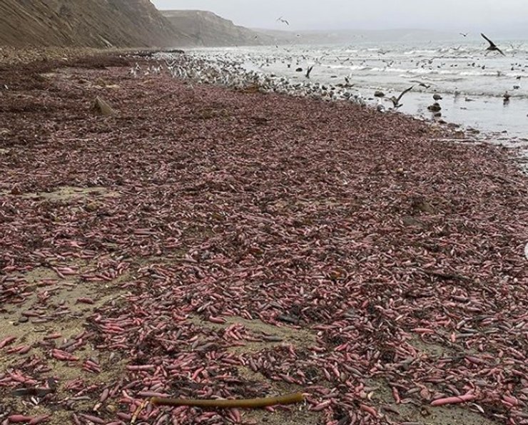 рыба-пенис, фото