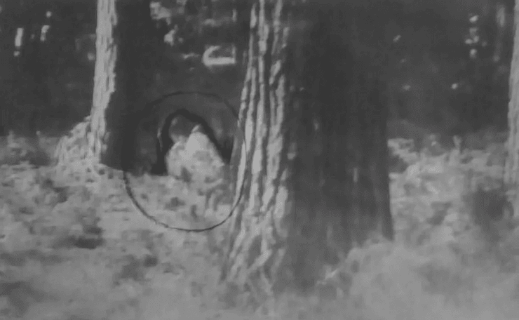 Призрак девочки в лесу, городская легенда, тьма вместо глаз, голос ребенка, пряталась за деревьями, отдых в лесу,