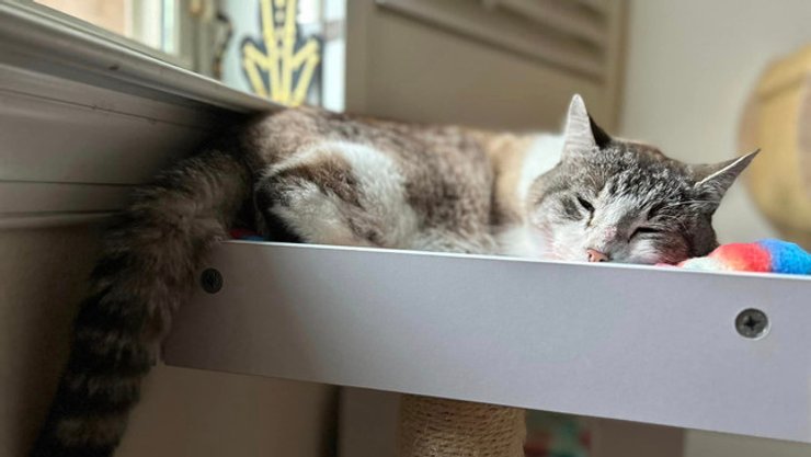 Сиамский метис, пропажа кота, домашние животные, как найти пропавшего кота, поиск, США, курьезы