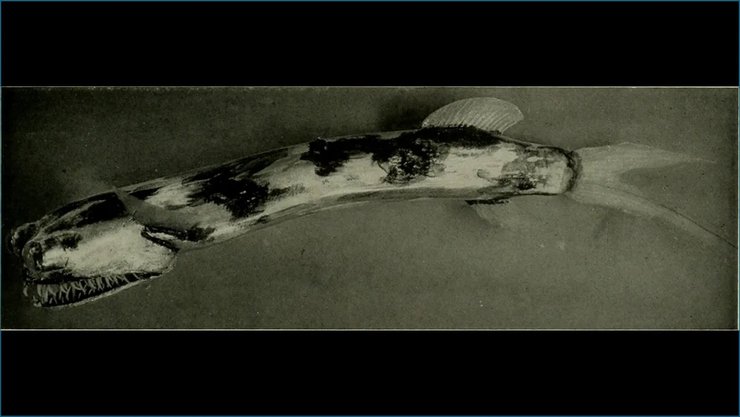 рыба фонарь