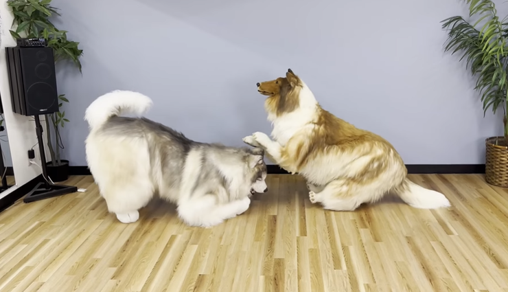 Хлопець, який за 15 тисяч доларів перевтілився у пса, знайшов свого послідовника, але іншої породи, фото, відео