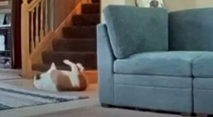 Домашняя камера cняла смешное падение собаки с лестницы, которое стало вирусным