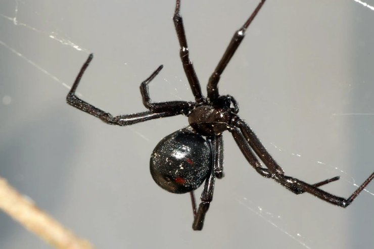 дослідження, наука, павук, павуки, вчені, еволюція