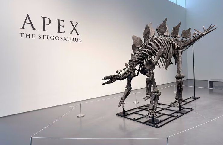 Окаменелость динозавра стегозавра по имени Апекс была продана на аукционе Sotheby's в Манхэттене за рекордную сумму