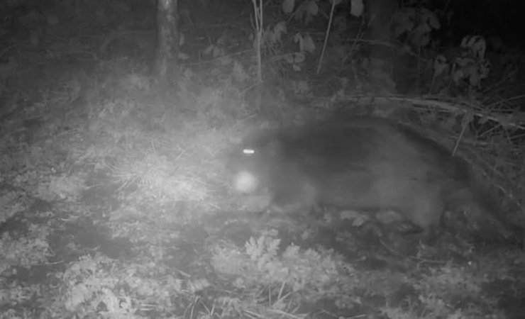 Бобер, грызун, животное, скрытая камера, снимок