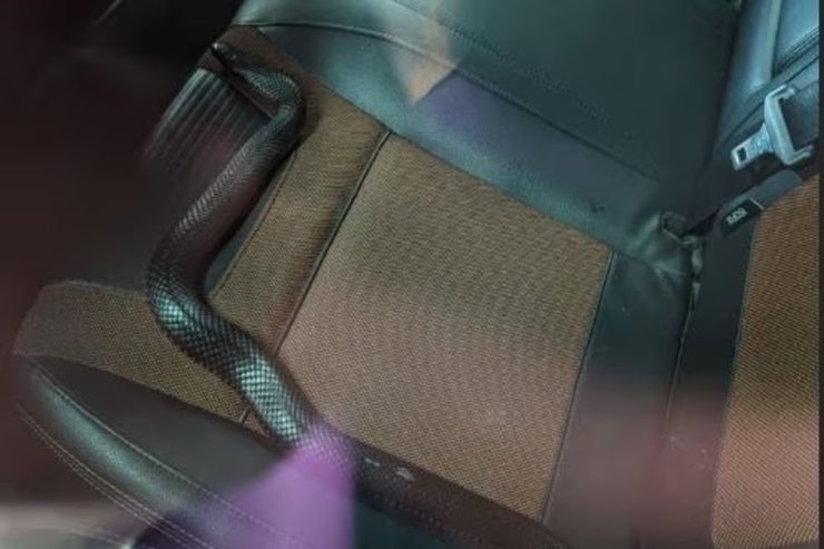 Отруйна змія в машині, змія в автомобілі, рептилія, червоночерева чорна змія, жінка їздить зі змією в машині, ловці змій