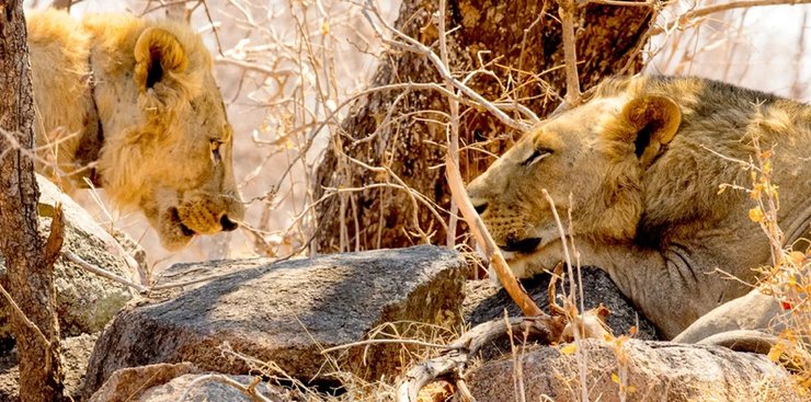 львы животные, львы цаво, львы людоеды