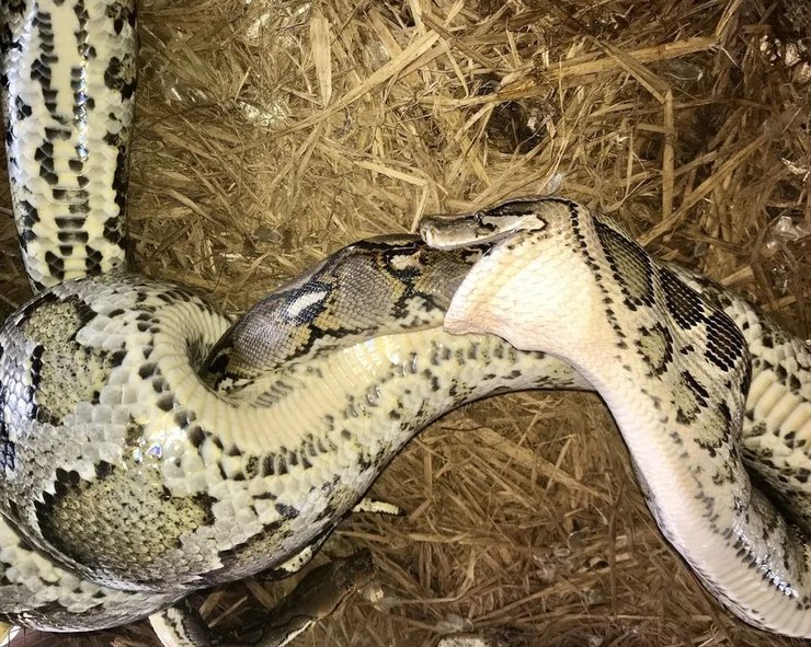 пітони сутичка