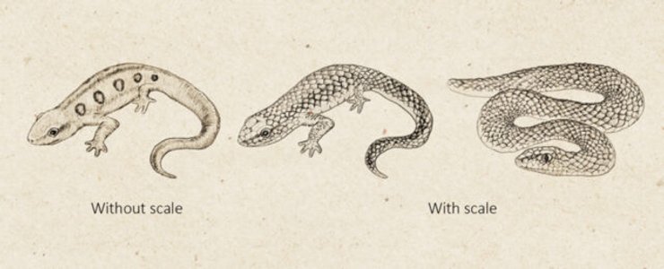 змеи, саламандры, саламандры и змеи