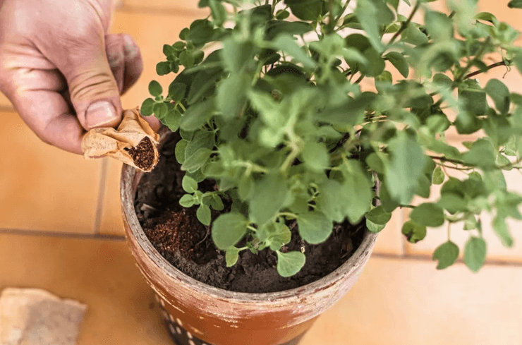 Комнатное растение