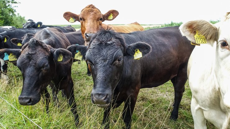 Коровы, животные, поле, ферма, агрессивные коровы, затоптали человека, убили человека,