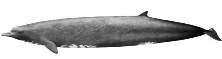 клюворылый кит Бэрда