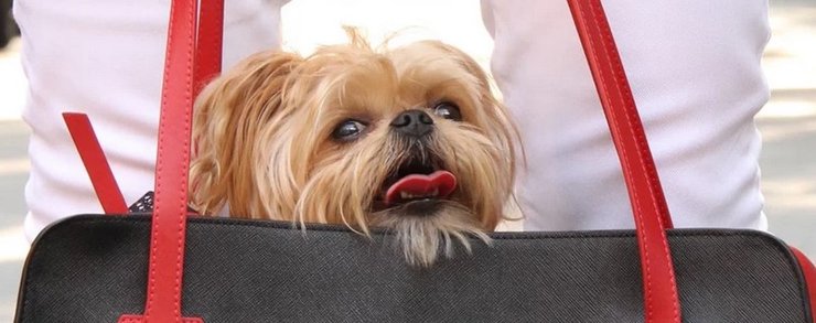 Европейцы очень любят рассказывать о любви к животным, но брать арендаторов с котом или собакой никто не хочет