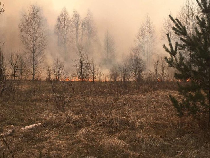 житомирская область, пожар, лес