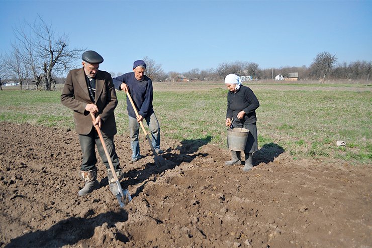 земля, крестьяне, посадка картофеля, фотография, село