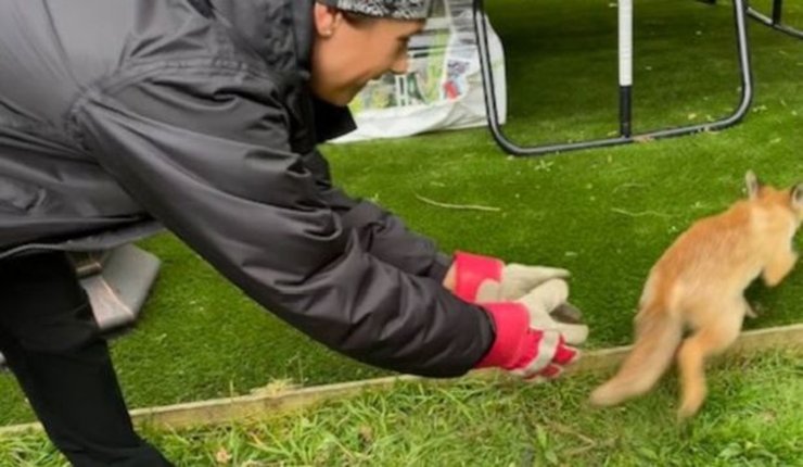 Дитинча лисиці, лисиця, тварина, лисиця в будинку, лисиця пробралася в будинок, налякане лисеня, дитинча лисиці у ванній