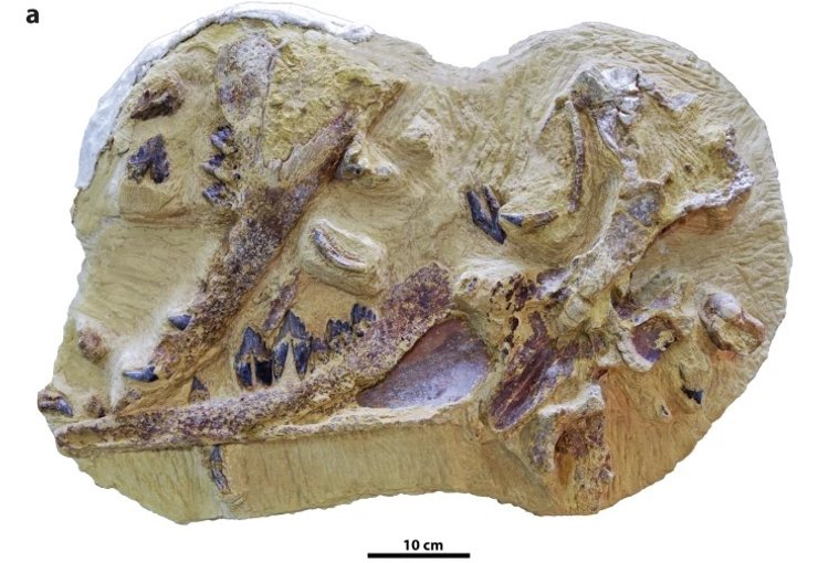 древний кит, Tutcetus rayanensis