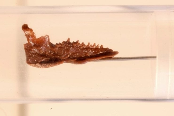 млекопитающие