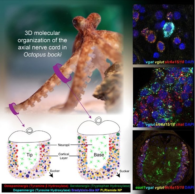 осьминог, осьминог бока