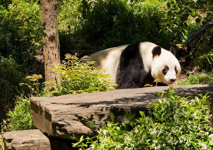 панда, австралия, китай, панда дипломатия