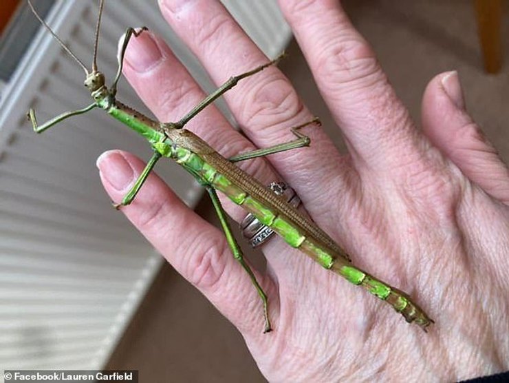 паличник Чарлі, рука, батарея, знімок