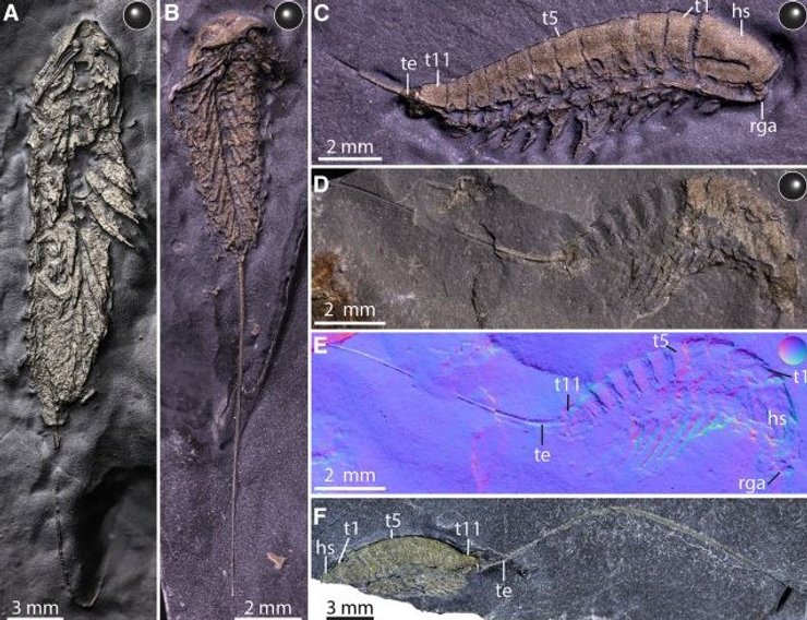 скам'янілість трилобіт