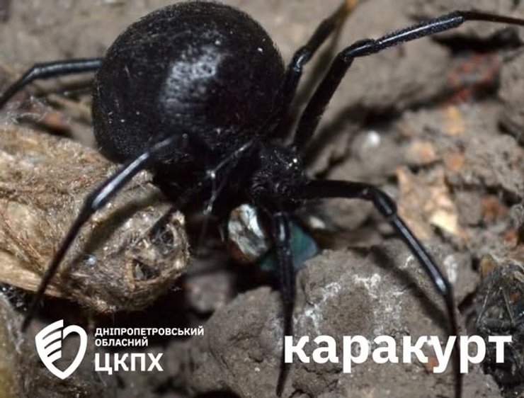 Каракурт, або "Чорна вдова"