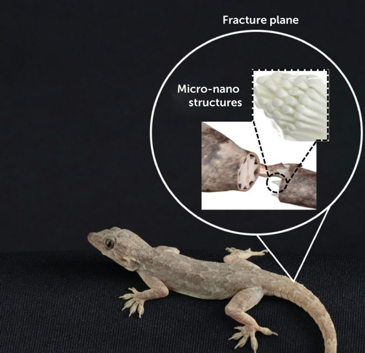 Ящерица, хвост, приспособление, эволюция, исследование