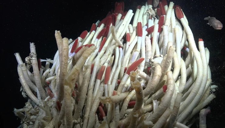 океан трубчатые черви