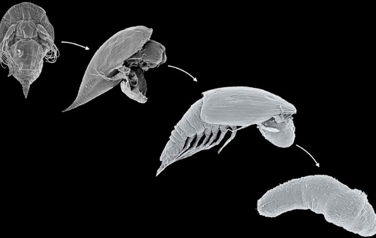 паразит личинка