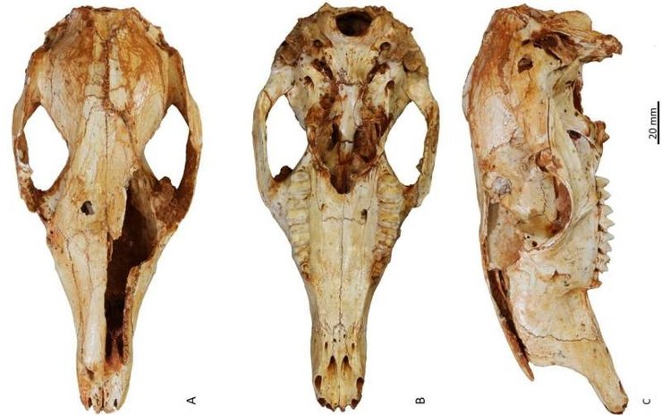 кенгуру, дерева, рештки