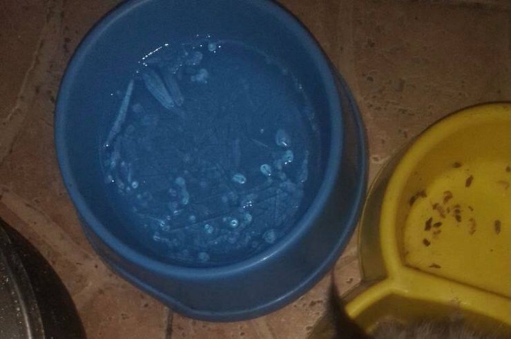 маріуполь взимку, вода, лід