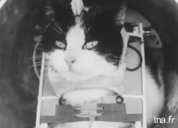 кішка, Фелісетт, космос, перша кішка в космосі