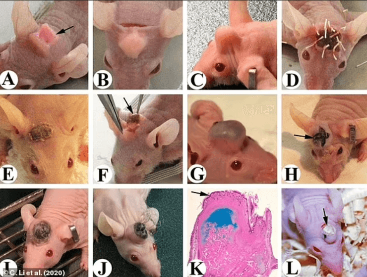 рогаті щури