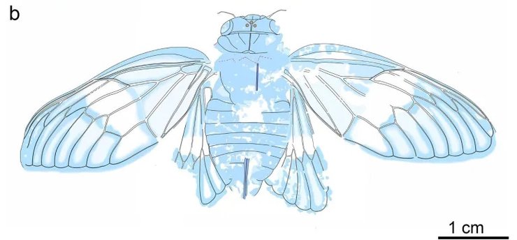 скам'янілість цикади