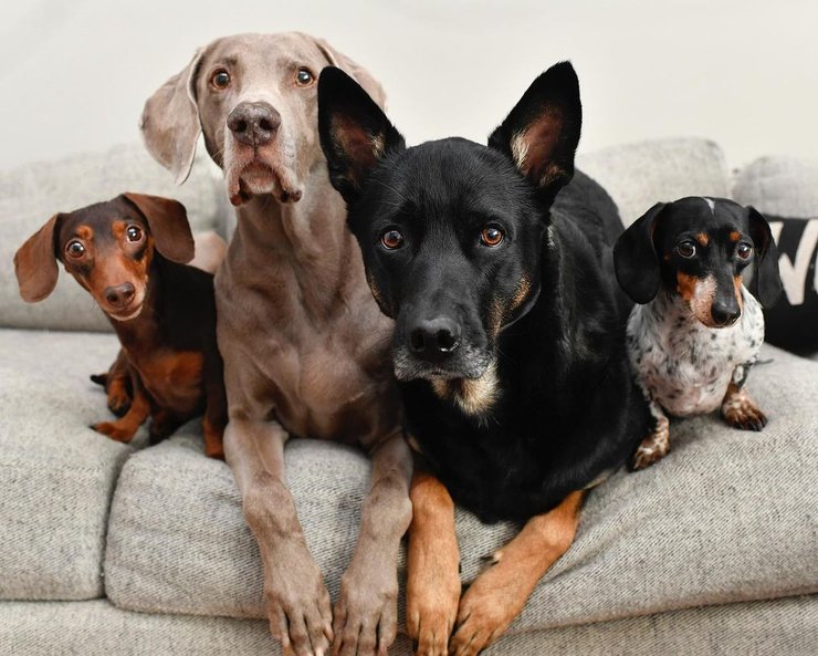 Собаки, разные породы
