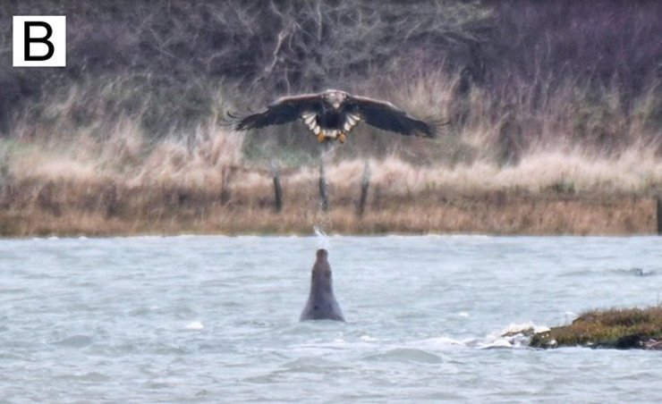 орлан тюлень плевок