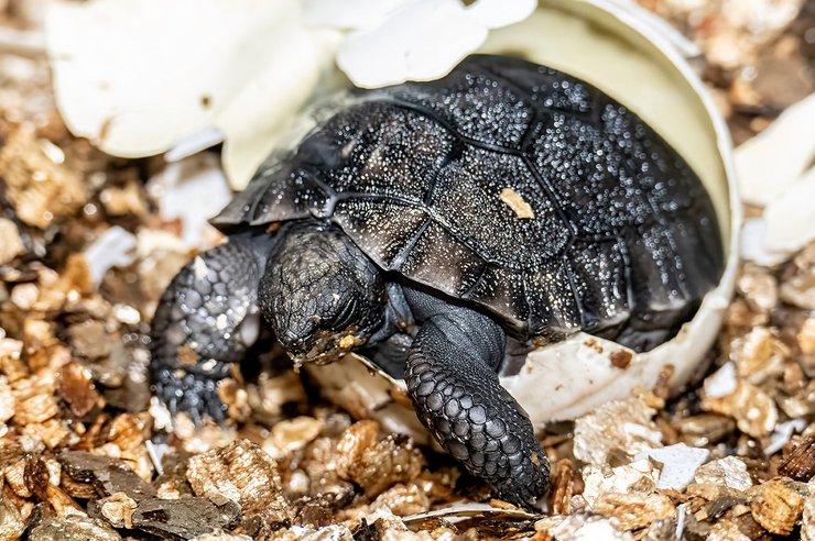 галапагосская черепаха, голиаф