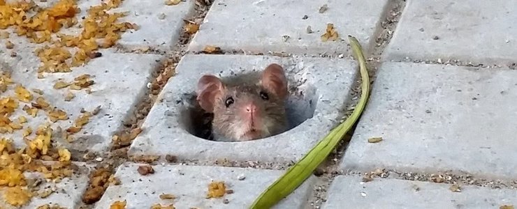 віспа мавп, мавпа віспа, спалах віспи мавп, вірус віспи мавп, спалах віспи в Європі, віспа в Європі, спалах вірусу, вірусна інфекція, віспа мавп симптоми, натуральна віспа, чорна віспа, рідке захворювання, випадок, віспа мавп вакцинація