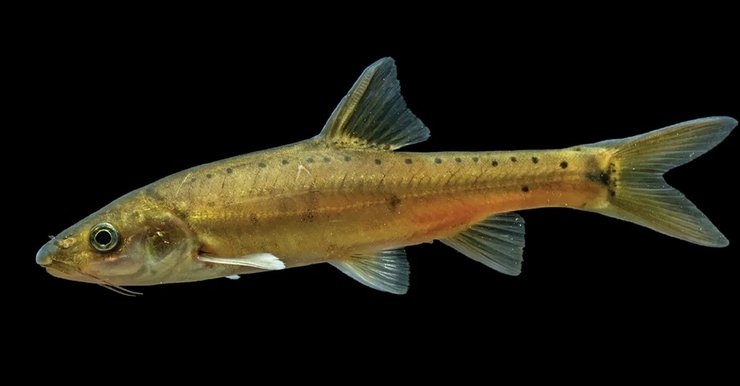 риба Sinocyclocheilus xingrenensis новий вид