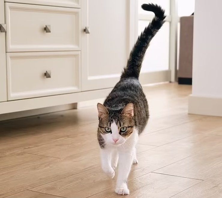 кішка, цікавість