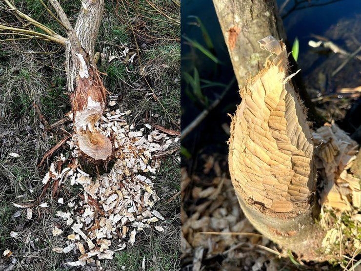 Дерево, следы зубов, кора,