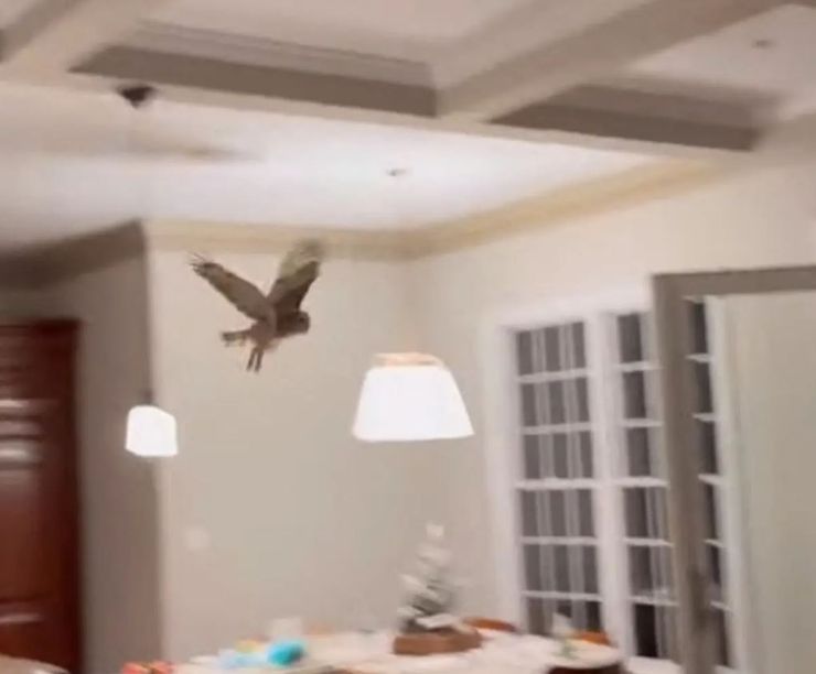 Американка побачила на верхівці ялинки справжню сову, птах в хаті, курйози, дивні історії